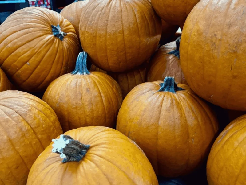 Fresh pumpkins for fall in the seasonal department at Del Sol Market in San Luis, AZ