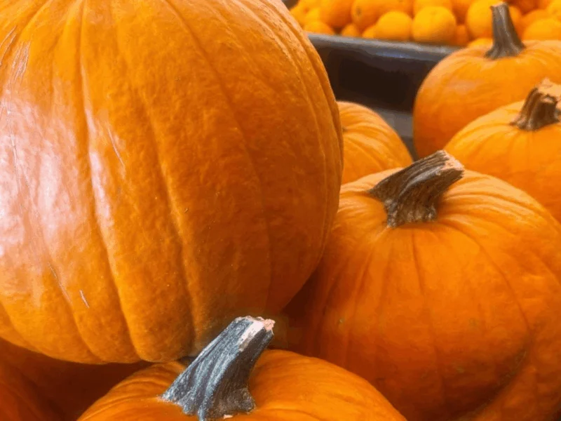 Fresh pumpkins for fall in the seasonal department at Del Sol on 16th Street in Yuma, AZ