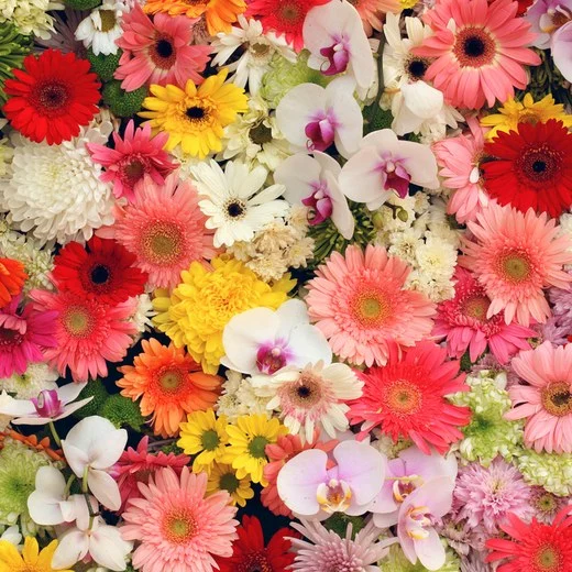 Floral department
