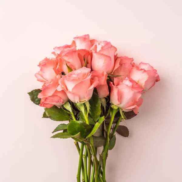 Bouquet of pink roses against a soft pink background